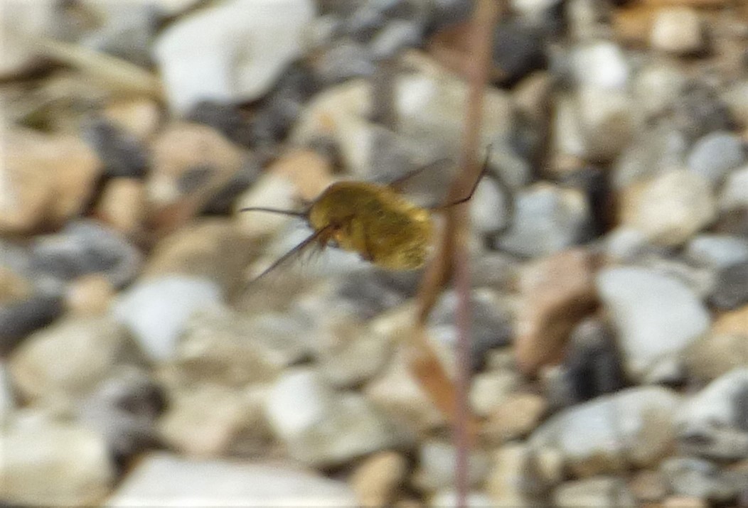 Bombyliidae: Bombylius sp. o Systoechus sp.